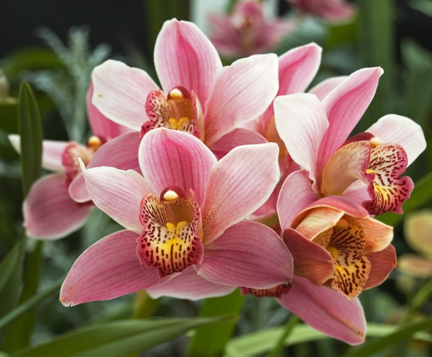 Group_Pink_Orchids w:gold