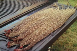 Rattlesnakes on the Grill